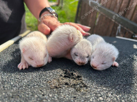 4 ferrets