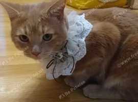Cat for stud. Young Cream Tabby Male Cat for Stud Services only.