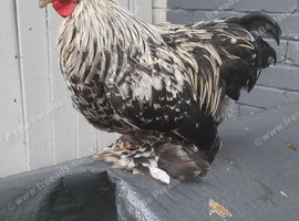 Pekin bantam cockeler