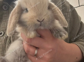 Pure Bred French Lops