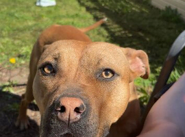Rehome