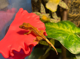 Baby crested geckos