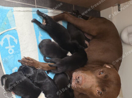 4 male puppies