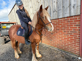 Roo 13.2hh Cob Cross Mare, 3 Years Old