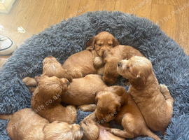 Beautiful litter of working cocker spaniels