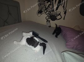 3 kittens for sale 2 boys 1 girl