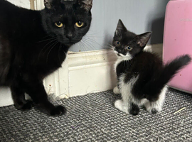 2 lovely kittens left