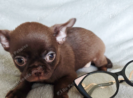 4, Tiny Stunningly Beautiful Chihuahua Boys