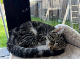 Cute kitten