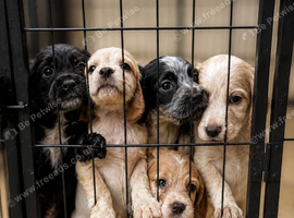 Beautiful Litter of Working Cocker Spaniels