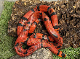 Honduran milksnake