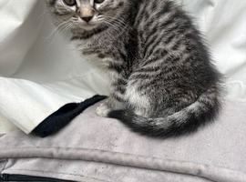 Bengal pattern kittens