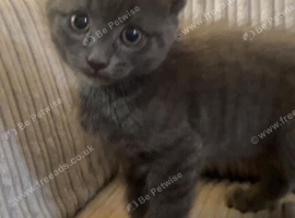 Kittens ready now