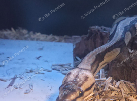 2 royal pythons