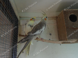 Pair 12 week old cockatiel ready to tame/ Black cheek zebra finch./  Isabela  finch/ pair of green budgies