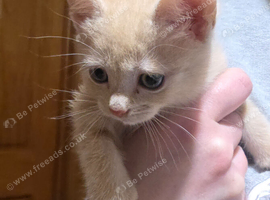 Kitten last cream girl SOLD