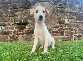 Collie whippet greyhound pups for sale