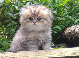 Pedigree persian kittens, white and chinchilla, goldenchinchilla