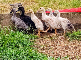 Indian Runner Duckling Females-off heat & outside