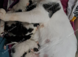 Kittens