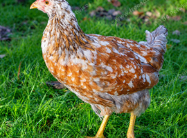 SWEDISH FLOWER HEN - VARIOUS PULLETS - RARE LANDRACE BREED