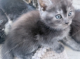 Beautiful mixed litter of kittens