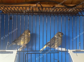 Proven pair of glosters canary's