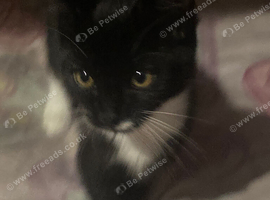 Kitten for sale