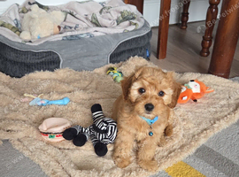 Looking for forever home for our beloved Biscuit