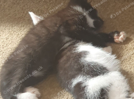 Beautiful kittens looking for there forever home