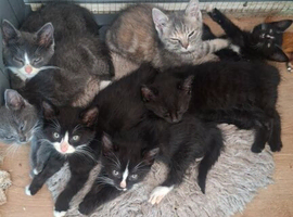 Kittens