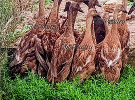 Pairs &Trios RARE Fawn Indian Runner Ducks