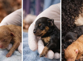 Kc registered toy poodles