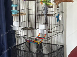 2 Budgies With Full Set up
