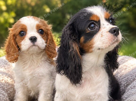 Cavalier King Charles spaniel