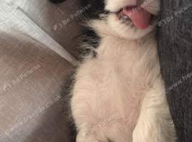 8 week old Collie X puppies &pound;295