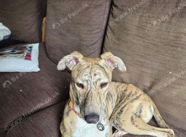 Greyhound lurcher/saluki