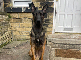 1yr old Dutch herder boy