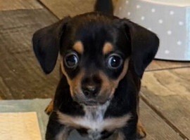 6 chiweenie pups