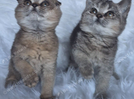 Beautiful fold and straights kittens