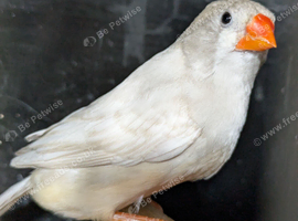 Isabel black cheek hen