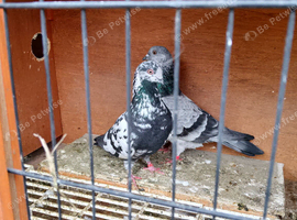 Tippler breeding pair