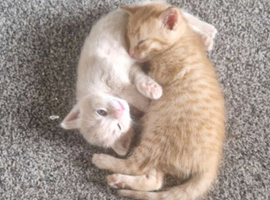 stunning kittens available