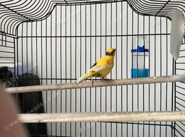 Three young canaries