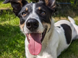 3 year old male Border Collie cross, Floki