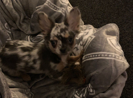 Chihuahua x frenchie