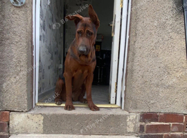 Chinese red dog (Laizhou hong) puppies due 26/08/26