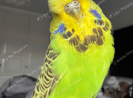 Super Tame Female Exhibition Budgie