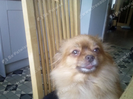 Pomeranian