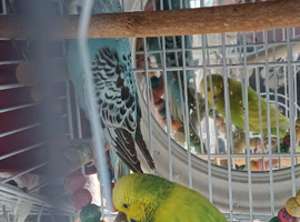 Bonded pair of budgies